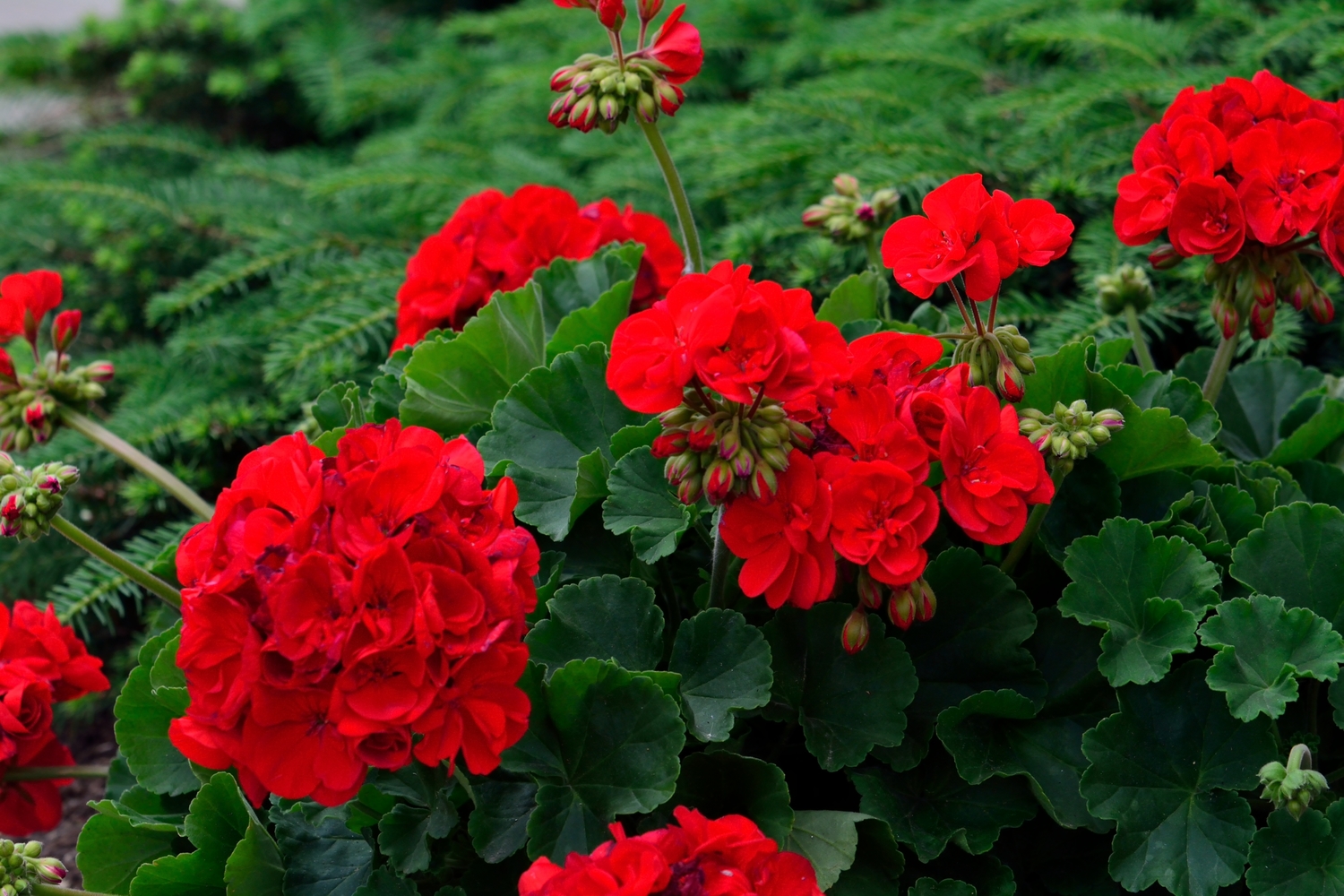 NATURALEZA JARDIN GERANIO